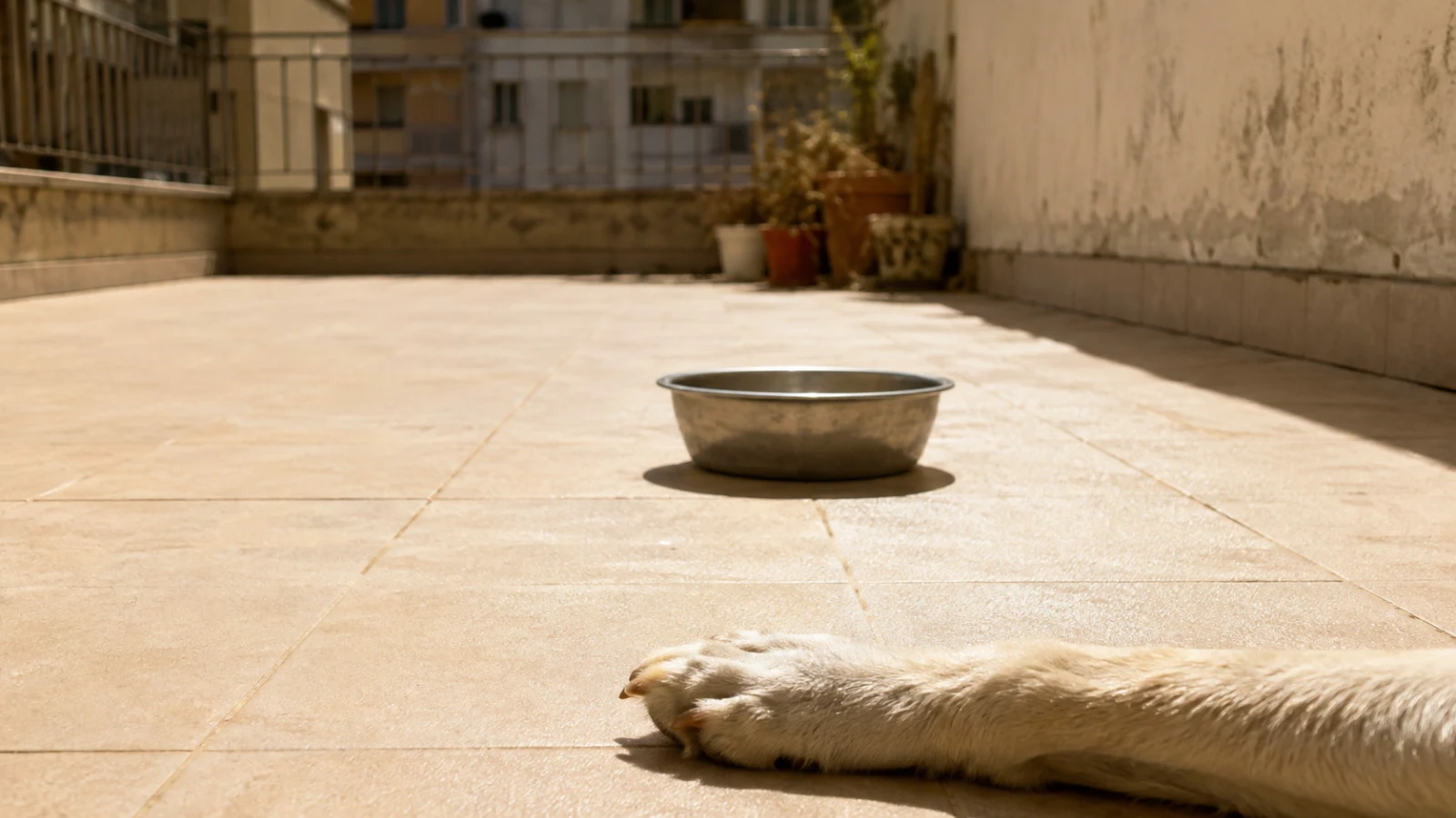 Casoria, cane lasciato sotto il sole sul terrazzo: muore prima dell’arrivo dei soccorsi