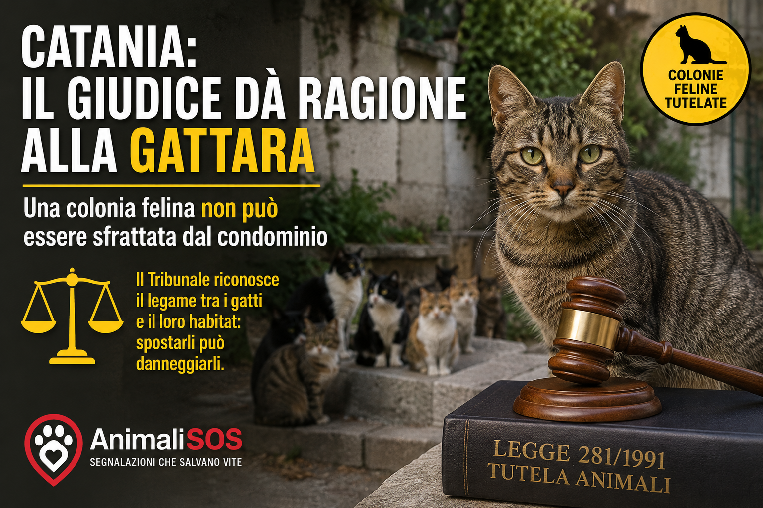 Catania: il giudice dà ragione alla gattara. Una colonia felina non può essere sfrattata