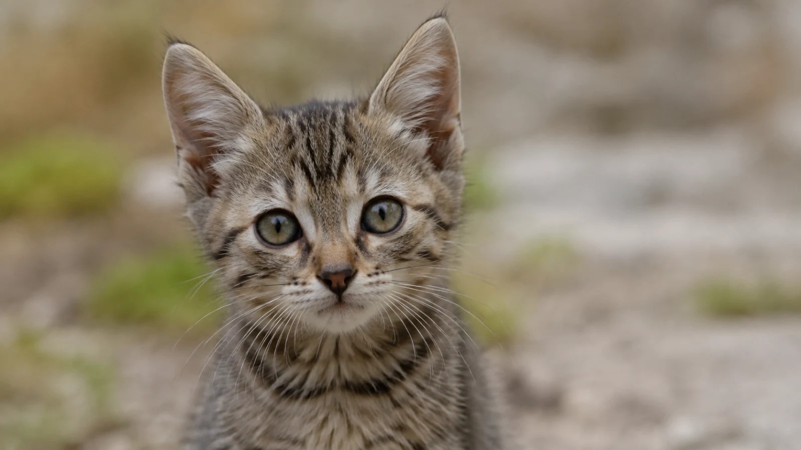 Cavallino, gattino di tre mesi sarebbe stato ucciso a colpi di pala: una violenza che non può restare impunita