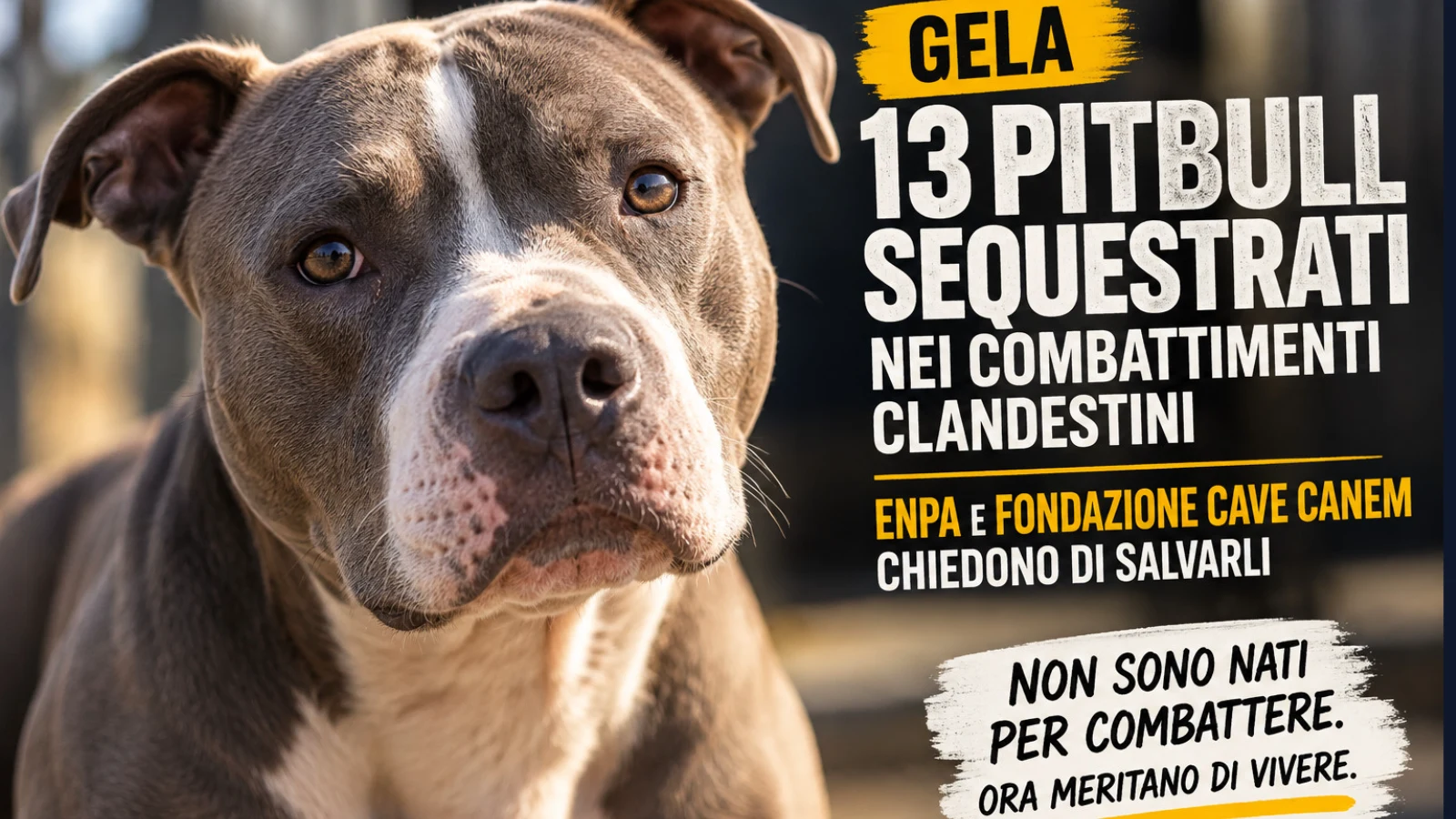Gela, 13 pitbull sequestrati nei combattimenti clandestini: ENPA e Fondazione Cave Canem chiedono di salvarli