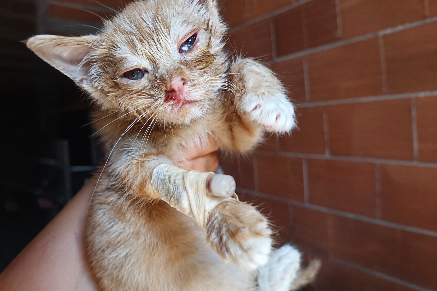 Lago d'Averno: i gatti continuano a morire, ma dalle istituzioni nessuna risposta concreta