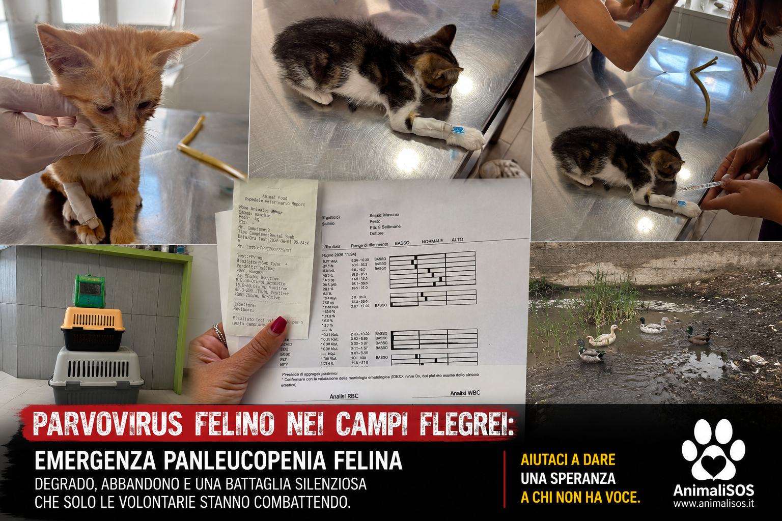 Parvovirus Felino, emergenza nei Campi Flegrei: volontarie in prima linea contro la panleucopenia felina