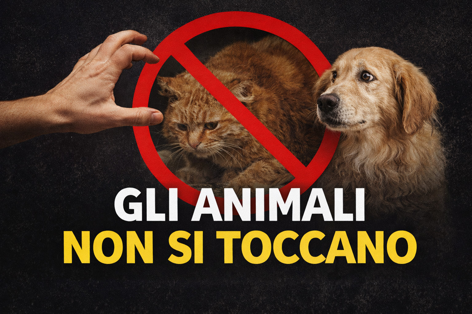 ROMA: Gatto seviziato ad Acilia, cosa sappiamo e cosa fare in casi di maltrattamento animale