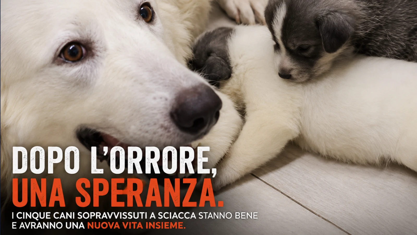 Sciacca, una speranza dopo la tragedia: i cinque cani sopravvissuti stanno bene e avranno una nuova vita